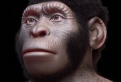 Így nézhetett ki egy Homo naledi