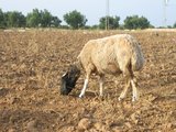 A tunéziai babarint főként Észak-Afrikában tenyésztik