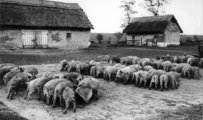 A magyar disznók Carl Lutz svájci diplomatát is megihlették egy kép erejéig, 1943. (Fortepan/Archiv für Zeitgeschichte ETH Zürich / Agnes Hirschi)