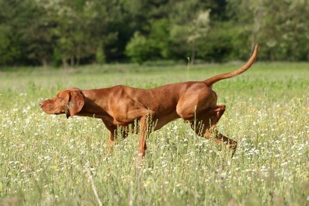 vizsla