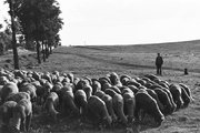 A juhász és a pumi figyeli a nyájat (1940)