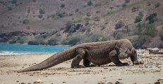 Komodói sárkány (Varanus komodoensis)