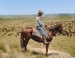 Bert Killion egy dombról figyeli a marhacsordát 1907-ben Texasban