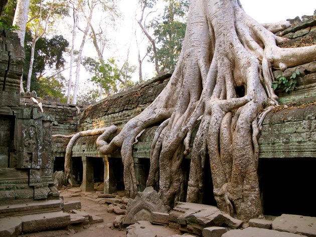 Ta Prohm kolostorát a természet teljességgel benőtte